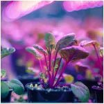 LED növénynevelő izzó fekete PLANTY W 9W E27 (1200K) - Leddy.hu