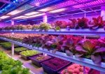 LED növénynevelő E27 izzó PLANTY FGS 8W E27 (1200K) - Leddy.hu