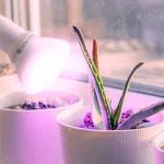LED növénynevelő izzó PLANTY B 7W E27 (1200K) - Leddy.hu