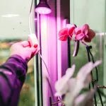 LED növénynevelő izzó fekete PLANTY B 7W E27 (1200K) - Leddy.hu