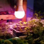 LED növénynevelő izzó PLANTY GS 11W E27 (1200K) - Leddy.hu
